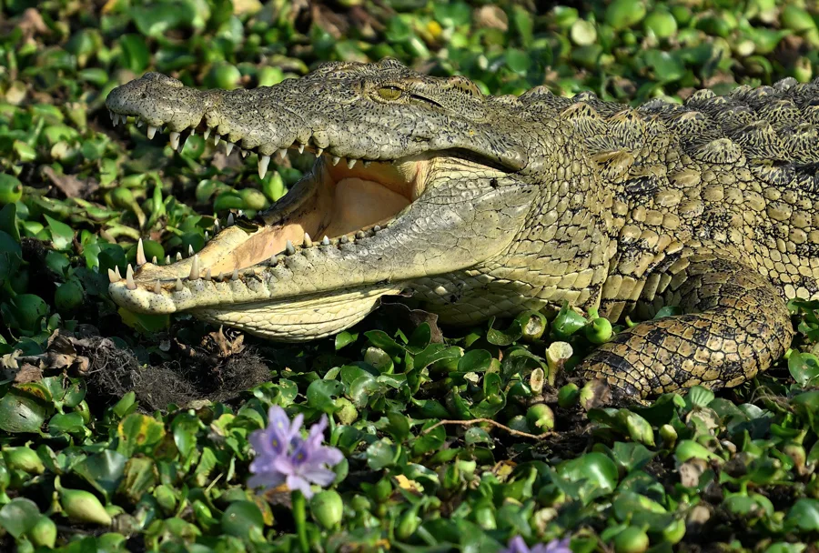 GORONGOSA SAFARIS - Wildlife - Crocodile close up